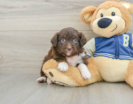8 week old Mini Aussiedoodle Puppy For Sale - Premier Pups