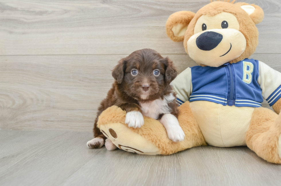 6 week old Mini Aussiedoodle Puppy For Sale - Premier Pups