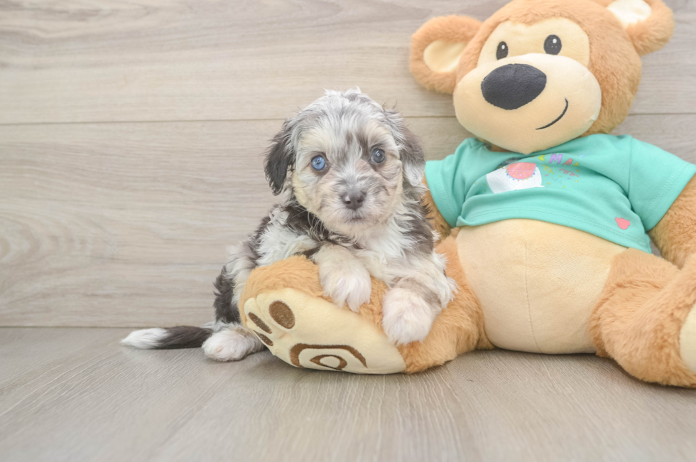 5 week old Mini Aussiedoodle Puppy For Sale - Premier Pups