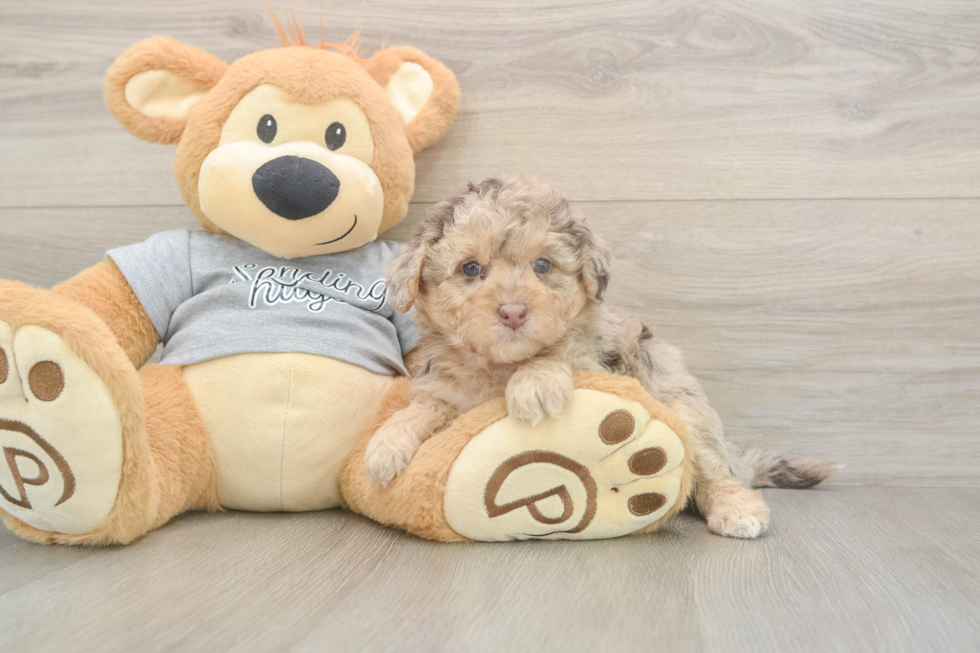 Fluffy Mini Aussiedoodle Poodle Mix Pup