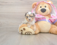 8 week old Mini Aussiedoodle Puppy For Sale - Premier Pups