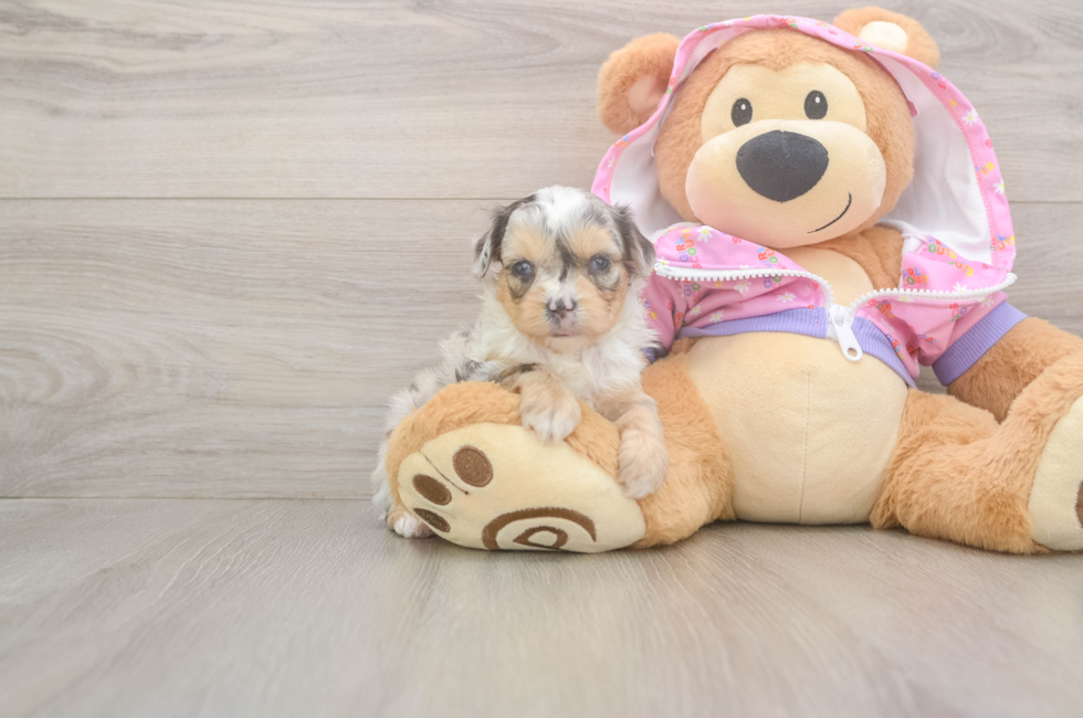 8 week old Mini Aussiedoodle Puppy For Sale - Premier Pups