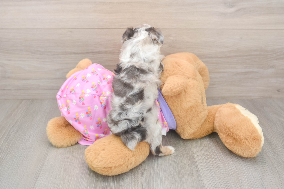 Mini Aussiedoodle Puppy for Adoption
