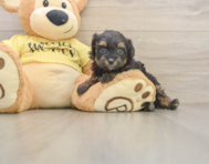 7 week old Mini Aussiedoodle Puppy For Sale - Premier Pups