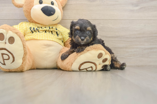 Best Mini Aussiedoodle Baby