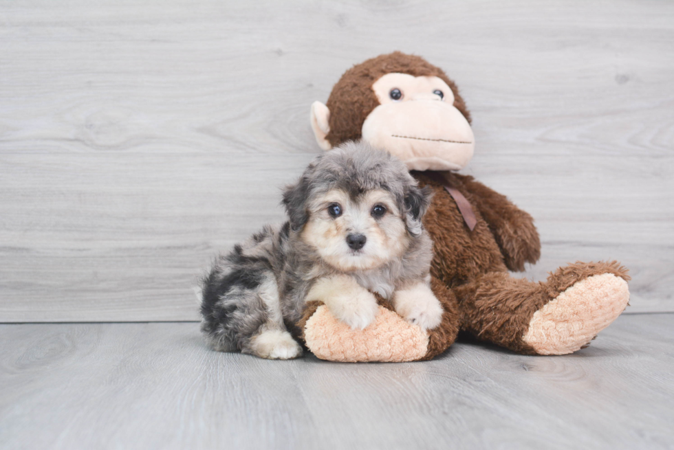 Best Mini Aussiedoodle Baby