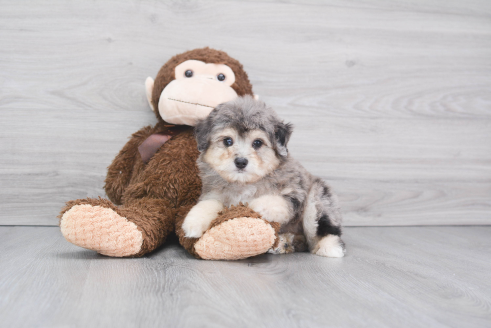 Energetic Aussiepoo Poodle Mix Puppy