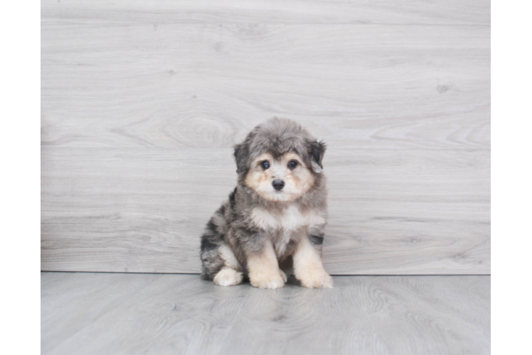 Funny Mini Aussiedoodle Poodle Mix Pup