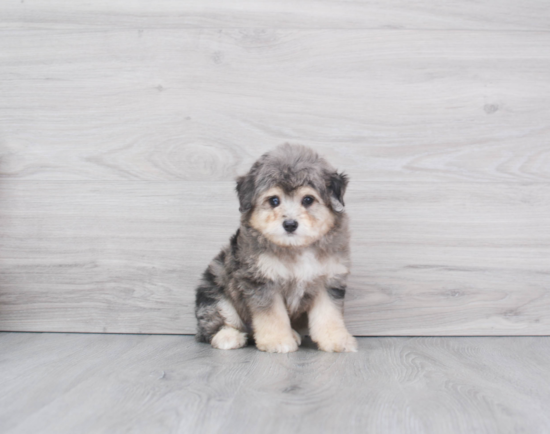 Funny Mini Aussiedoodle Poodle Mix Pup