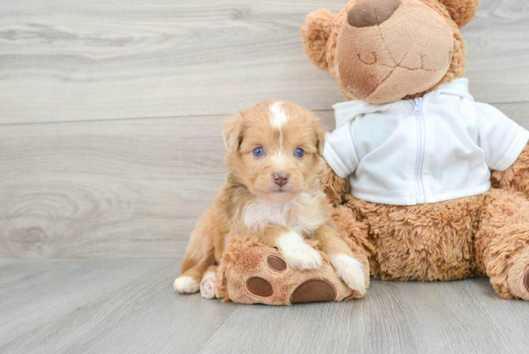 Best Mini Aussiedoodle Baby