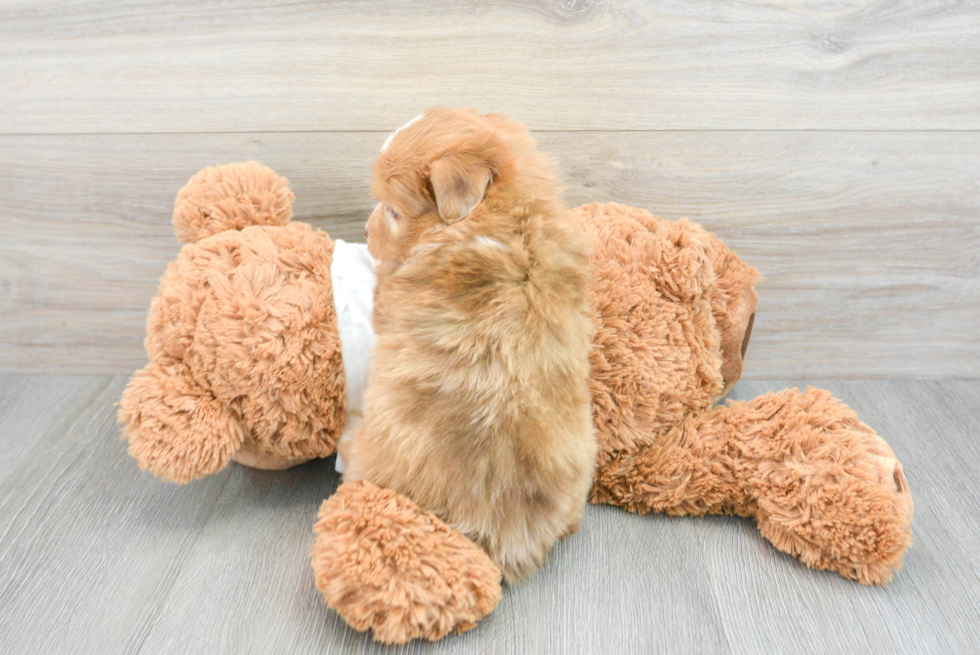 Mini Aussiedoodle Pup Being Cute
