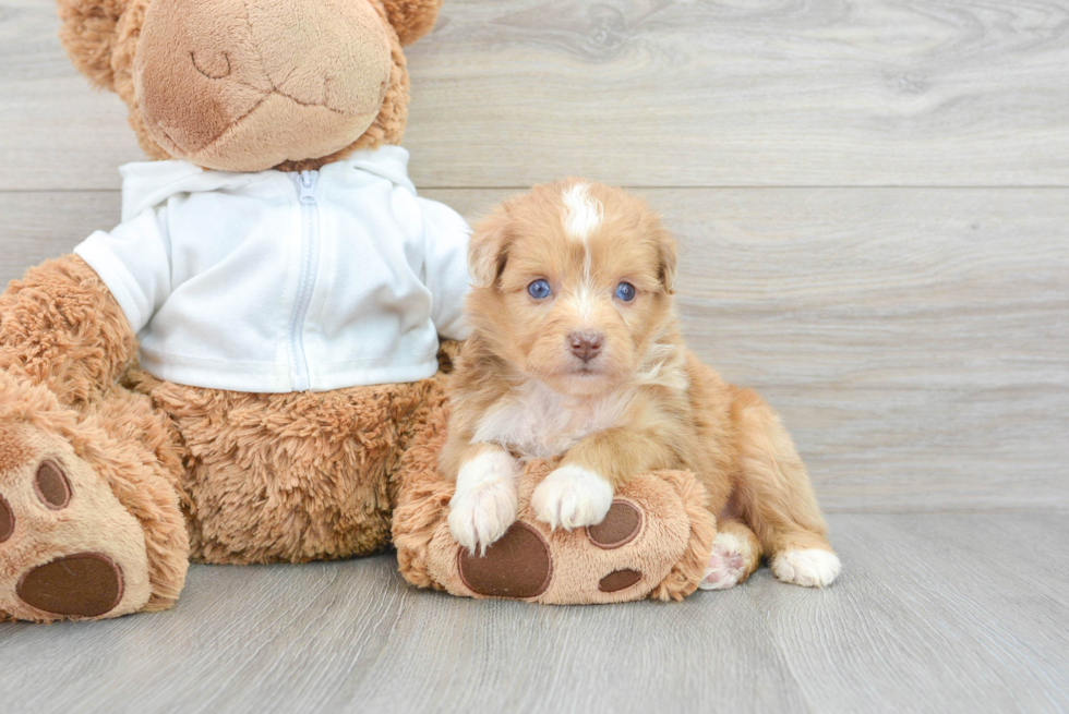 Best Mini Aussiedoodle Baby