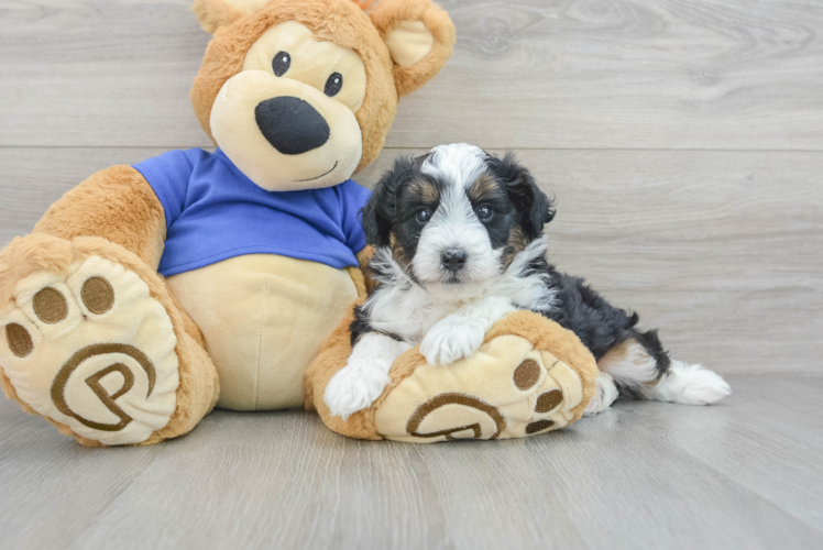 Fluffy Mini Aussiedoodle Poodle Mix Pup