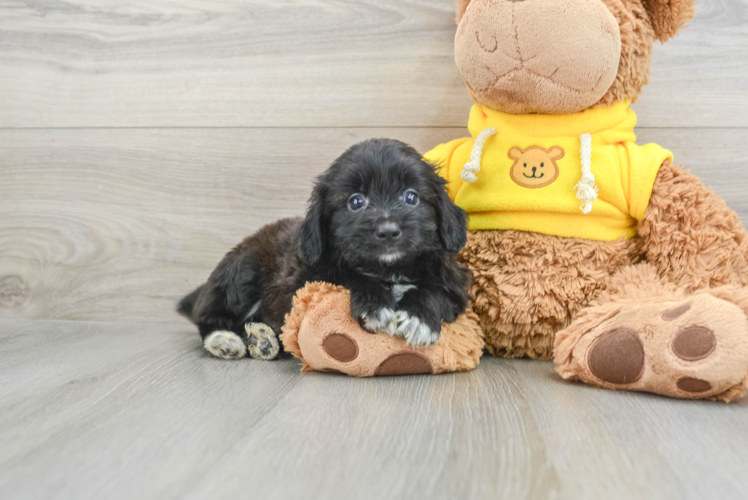 Playful Mini Aussiepoodle Poodle Mix Puppy
