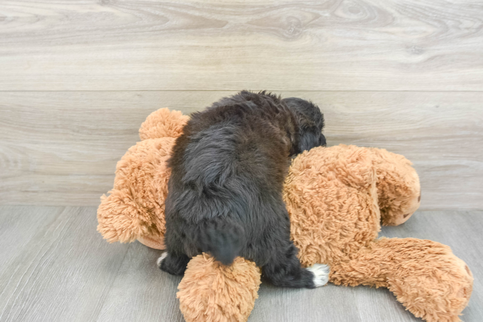 Playful Mini Aussiepoodle Poodle Mix Puppy