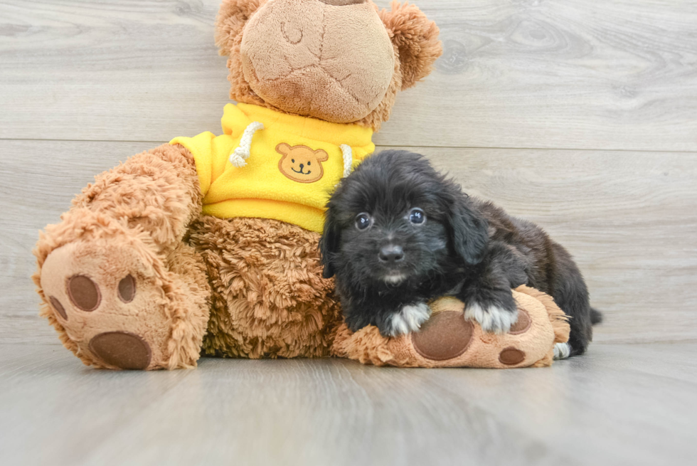 Little Mini Aussiepoo Poodle Mix Puppy