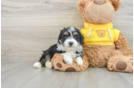 Best Mini Aussiedoodle Baby