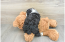 Happy Mini Aussiedoodle Baby