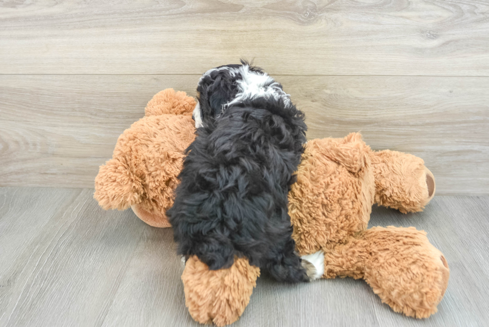 Happy Mini Aussiedoodle Baby