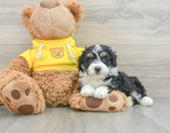 6 week old Mini Aussiedoodle Puppy For Sale - Premier Pups