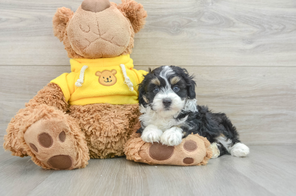 7 week old Mini Aussiedoodle Puppy For Sale - Premier Pups