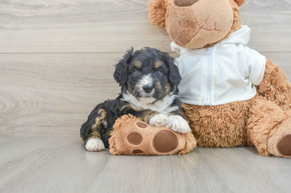 6 week old Mini Aussiedoodle Puppy For Sale - Premier Pups