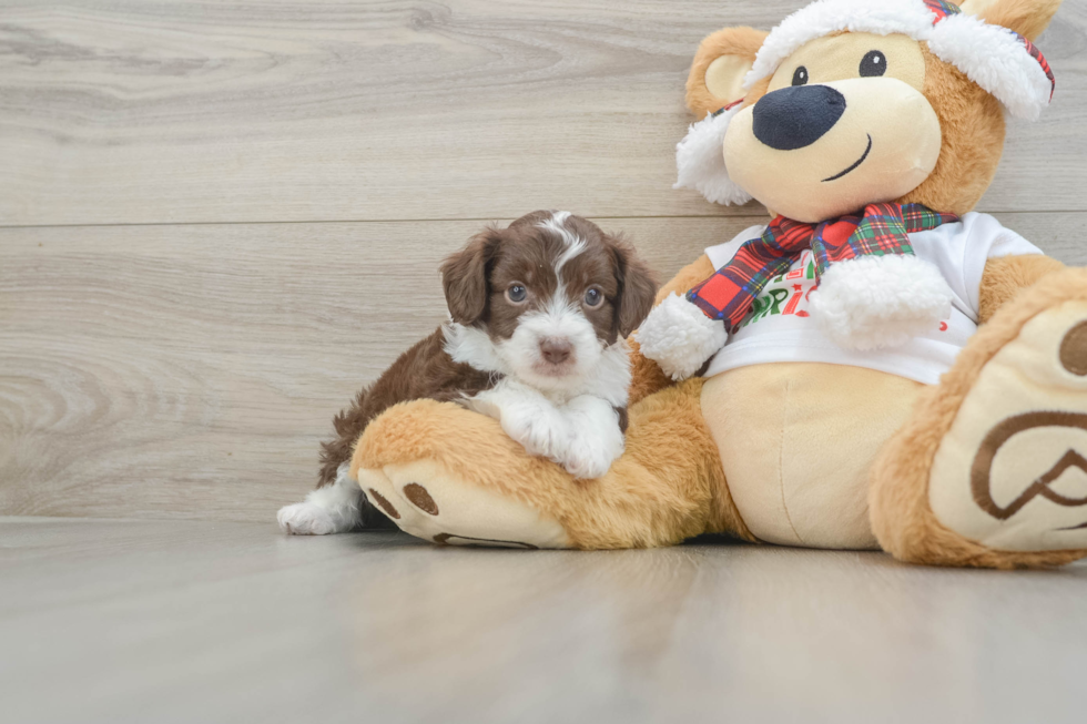 Mini Aussiedoodle Puppy for Adoption