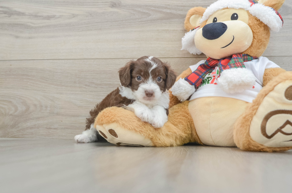 7 week old Mini Aussiedoodle Puppy For Sale - Premier Pups