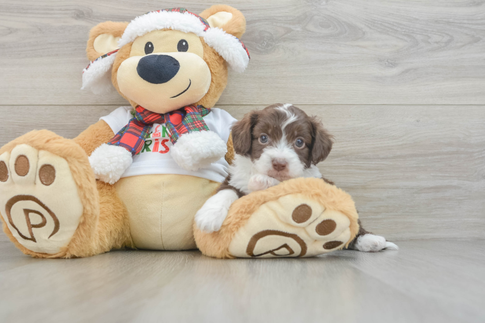 Mini Aussiedoodle Pup Being Cute