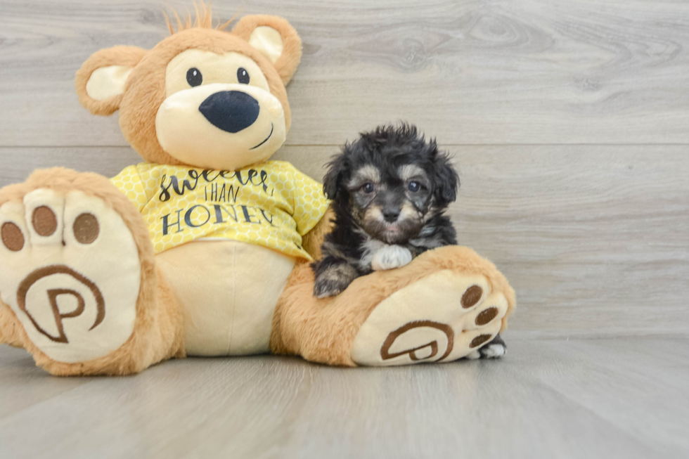 Friendly Mini Aussiedoodle Baby