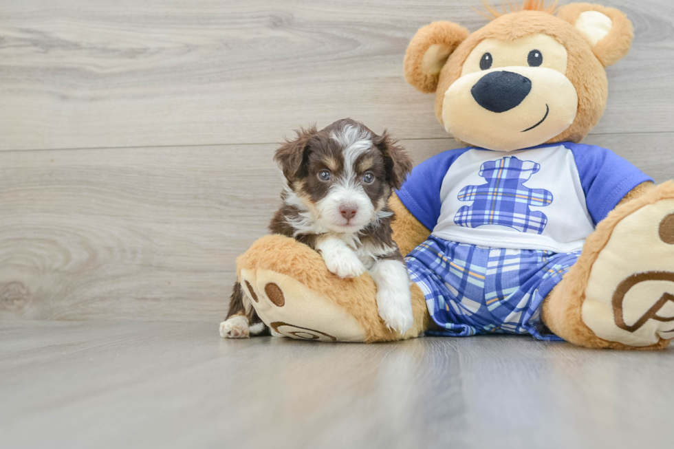 Popular Mini Aussiedoodle Poodle Mix Pup