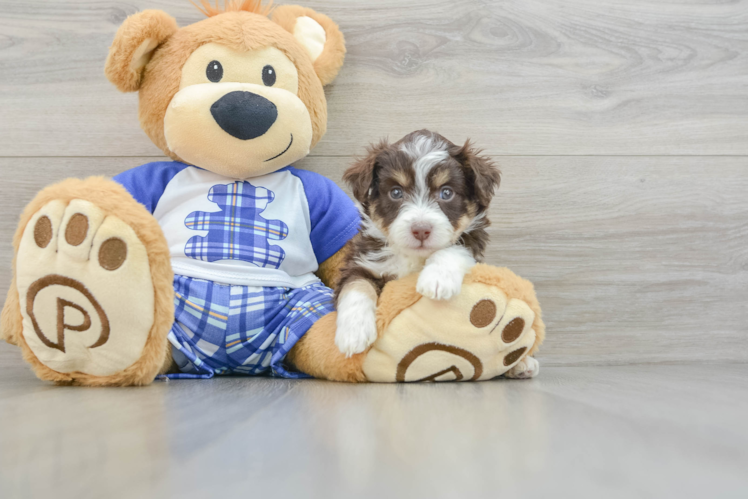 Mini Aussiedoodle Pup Being Cute