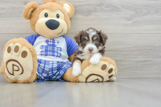 Mini Aussiedoodle Pup Being Cute