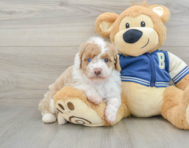 8 week old Mini Aussiedoodle Puppy For Sale - Premier Pups