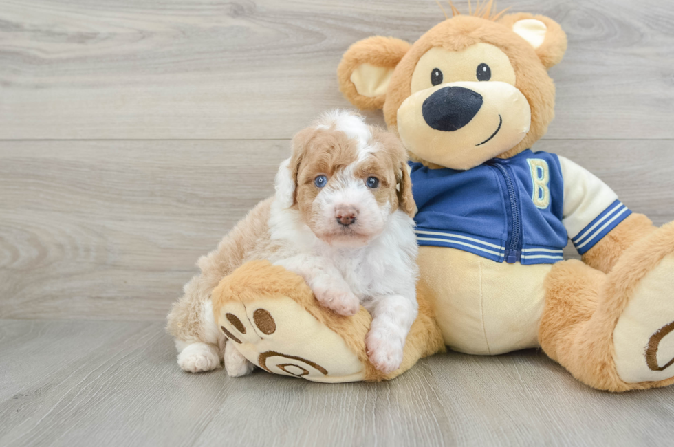 5 week old Mini Aussiedoodle Puppy For Sale - Premier Pups