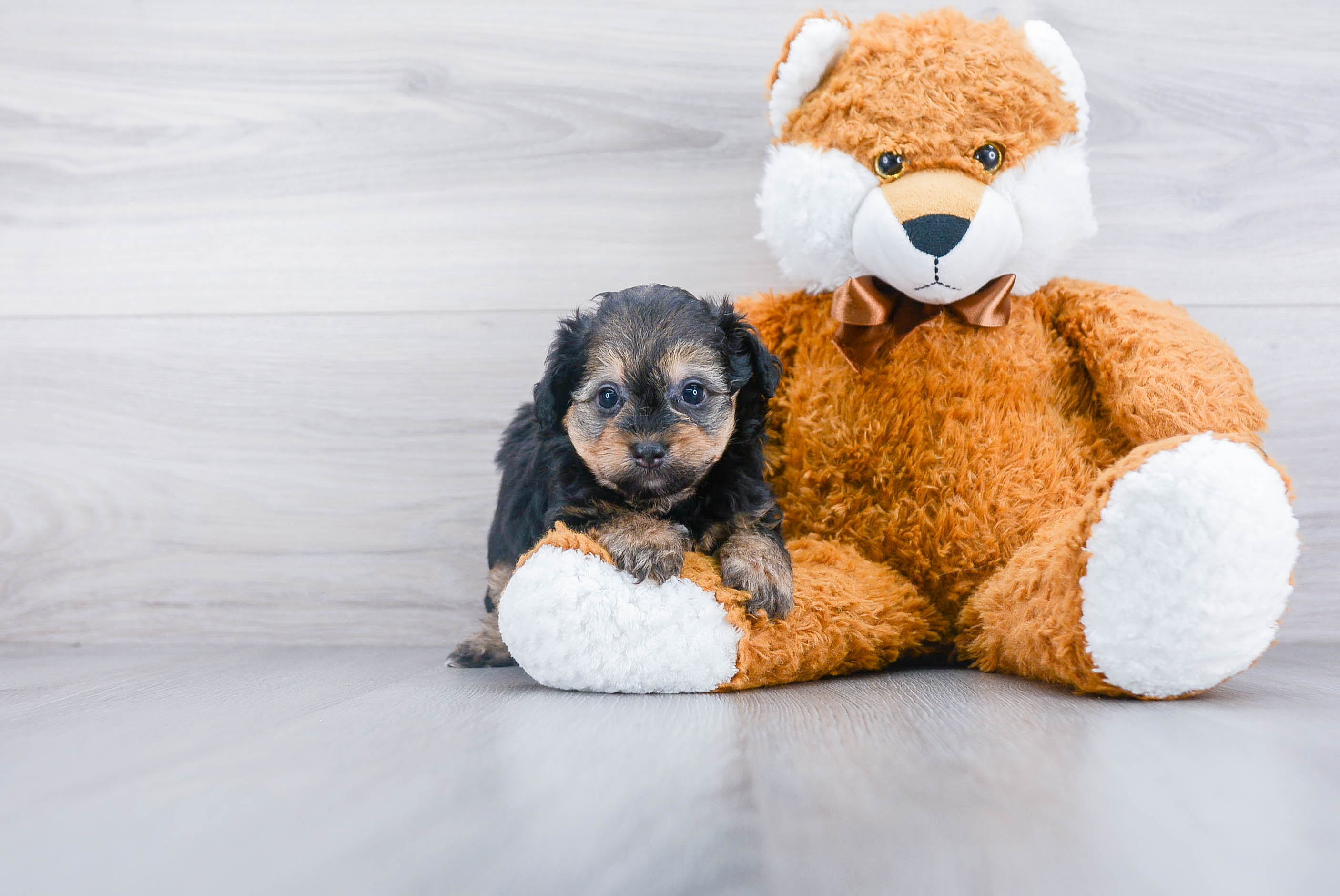 Best Mini Aussiedoodle Baby