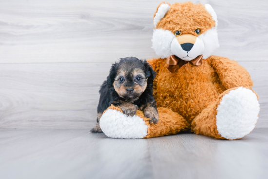 Best Mini Aussiedoodle Baby