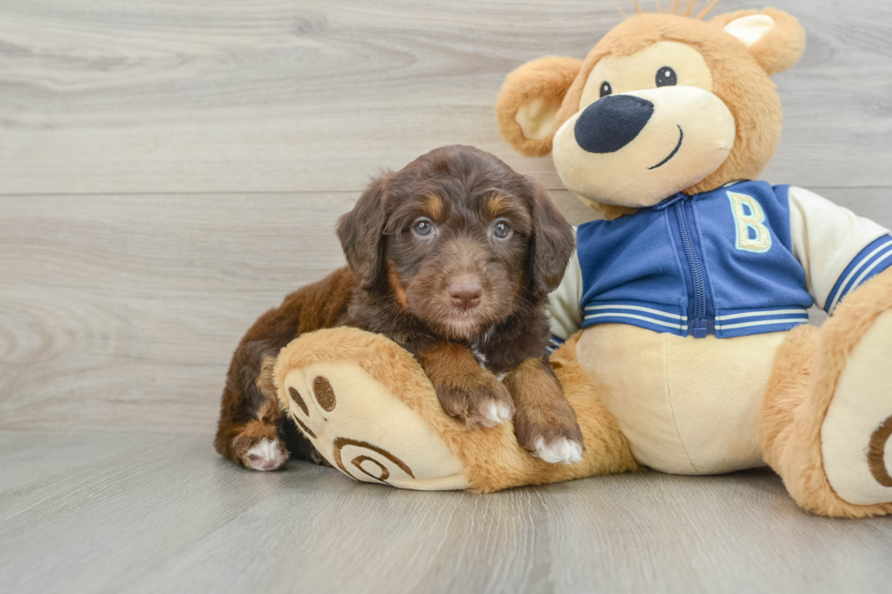 Smart Mini Aussiedoodle Poodle Mix Pup