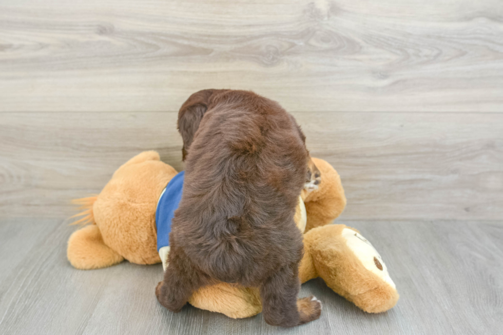 Best Mini Aussiedoodle Baby