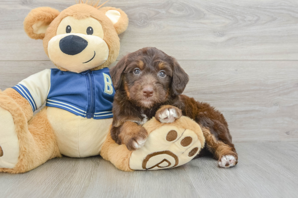 6 week old Mini Aussiedoodle Puppy For Sale - Premier Pups