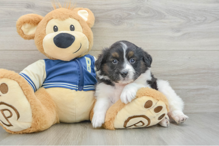 Mini Aussiedoodle Puppy for Adoption