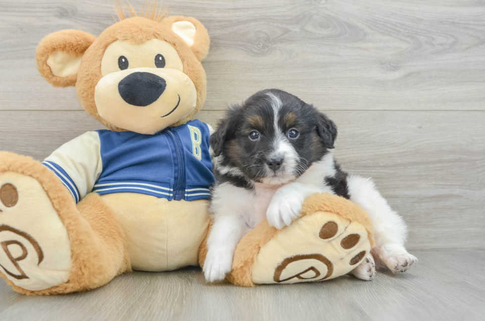 6 week old Mini Aussiedoodle Puppy For Sale - Premier Pups