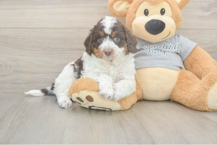 Mini Aussiedoodle Pup Being Cute