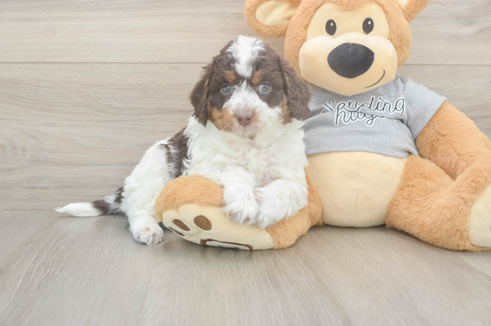 5 week old Mini Aussiedoodle Puppy For Sale - Premier Pups