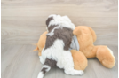 Best Mini Aussiedoodle Baby