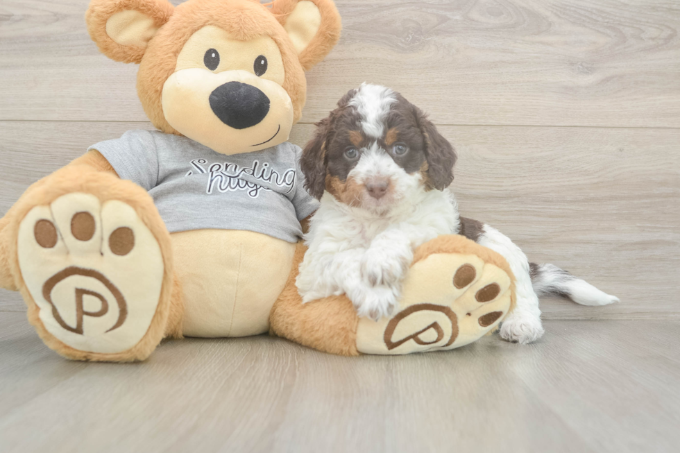 Cute Mini Aussiedoodle Baby