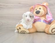 8 week old Mini Aussiedoodle Puppy For Sale - Premier Pups