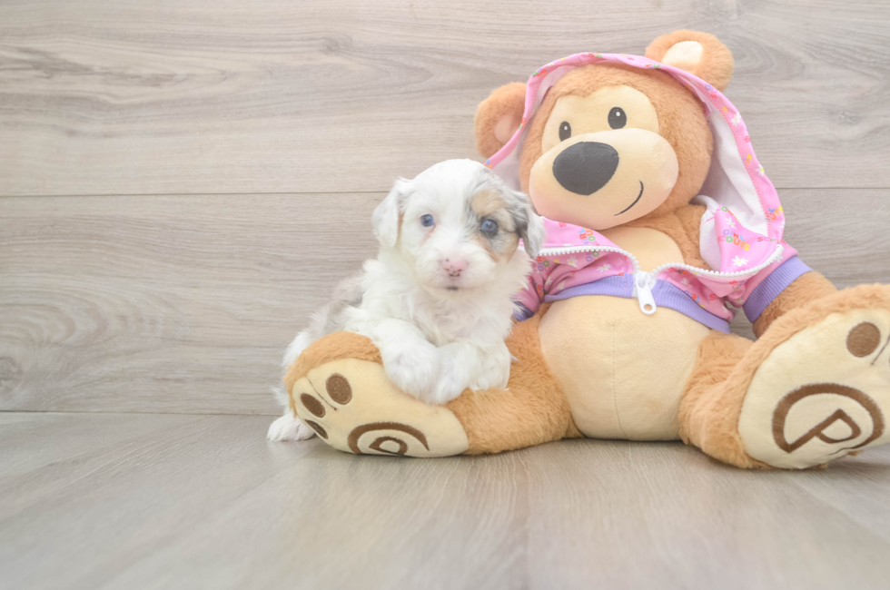 8 week old Mini Aussiedoodle Puppy For Sale - Premier Pups