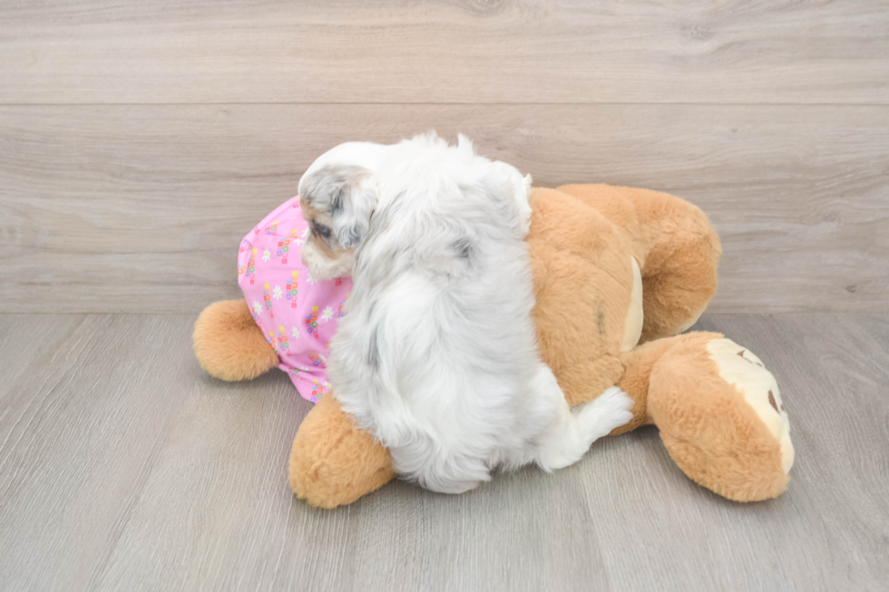 Playful Mini Aussiepoodle Poodle Mix Puppy