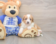 6 week old Mini Aussiedoodle Puppy For Sale - Premier Pups